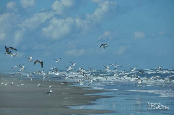 Mais um encontro com um grupo de centenas de pássaros na Praia do Cassino, ao sul de Rio Grande, no Rio Grande do Sul
